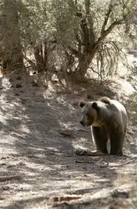 Images 7 - Грудастая развратница позирует рядом с диким медведем 