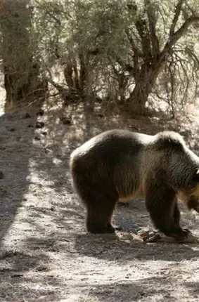 Images 12 - Грудастая развратница позирует рядом с диким медведем 