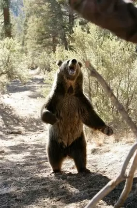 Images 14 - Грудастая развратница позирует рядом с диким медведем 